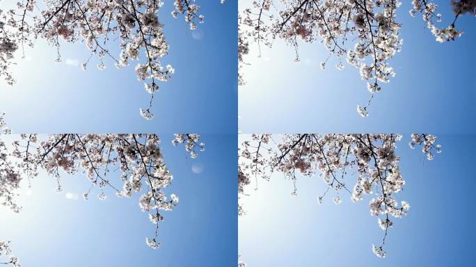 春天晴朗的天气阳光下白色的樱花