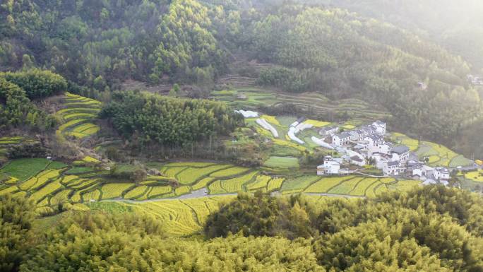 黄山灵山村油菜花海