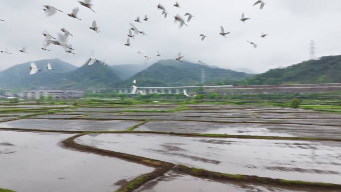 白鹭在美丽乡村田野里飞翔