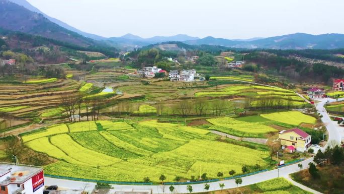 油菜花 特写 采蜜