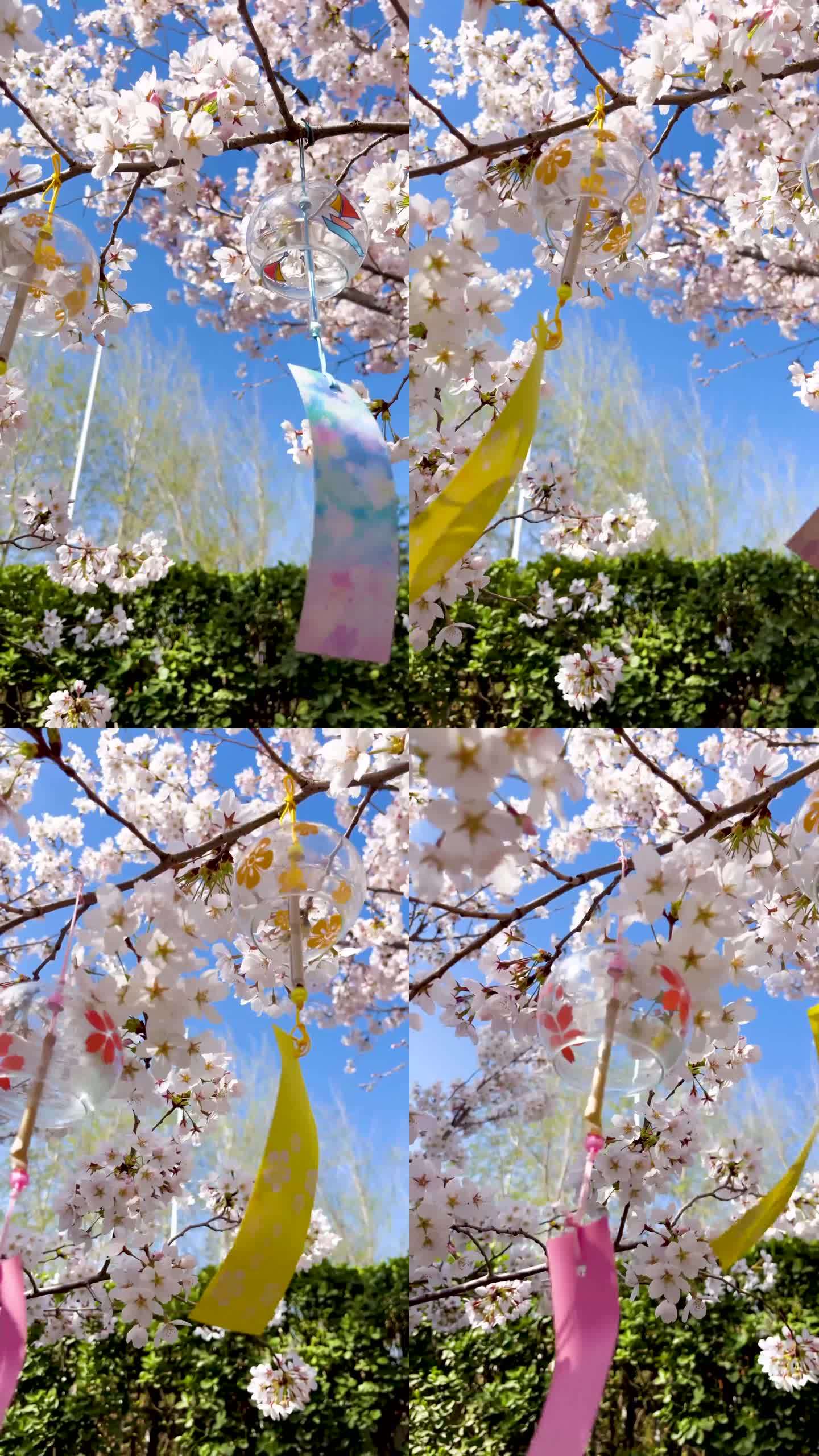 春天阳光下慢镜樱花和风铃慢动作