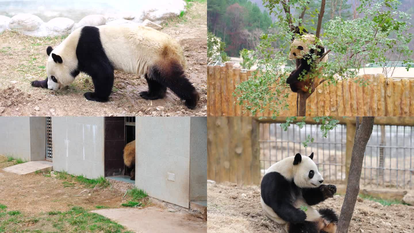 4K 野生保护动物-大熊猫