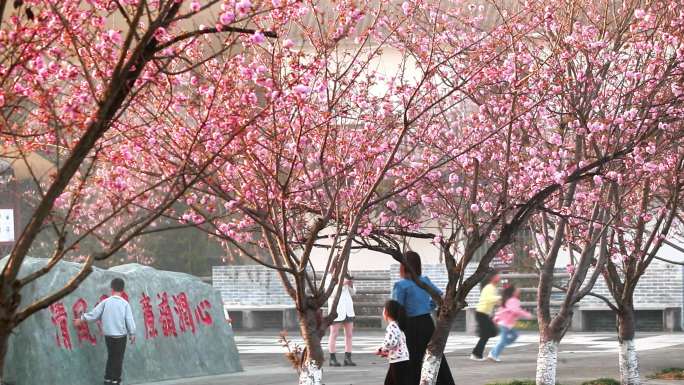 重庆南川：“樱花漫游季”助力乡村振兴