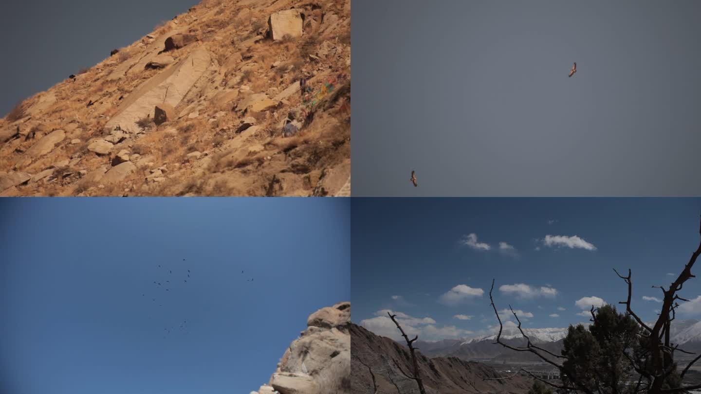 西藏拉萨高原山石头秃鹫老鹰飞翔天空