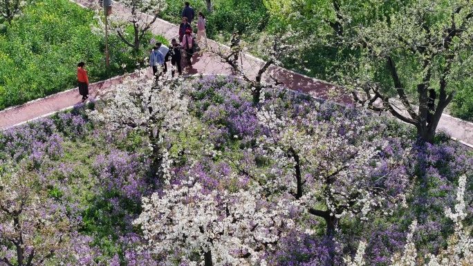 春花烂漫旅游季