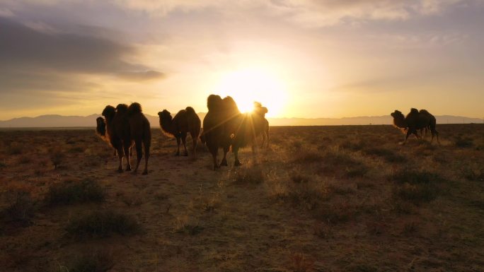 骆驼 戈壁滩 太阳 野外 日出