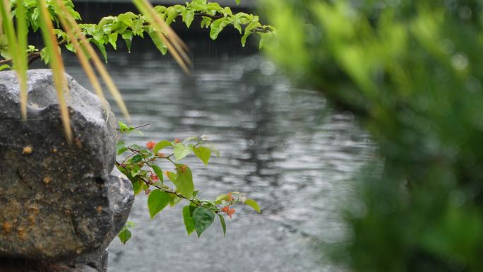 春雨  雨滴