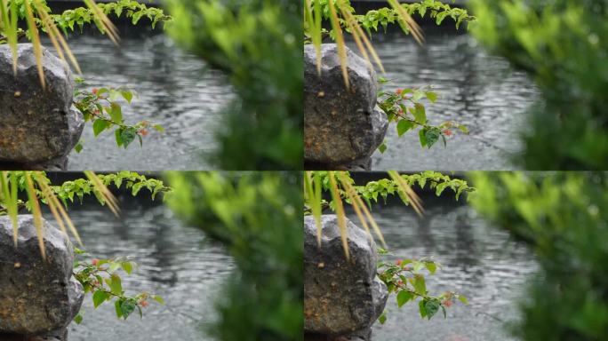 春雨  雨滴