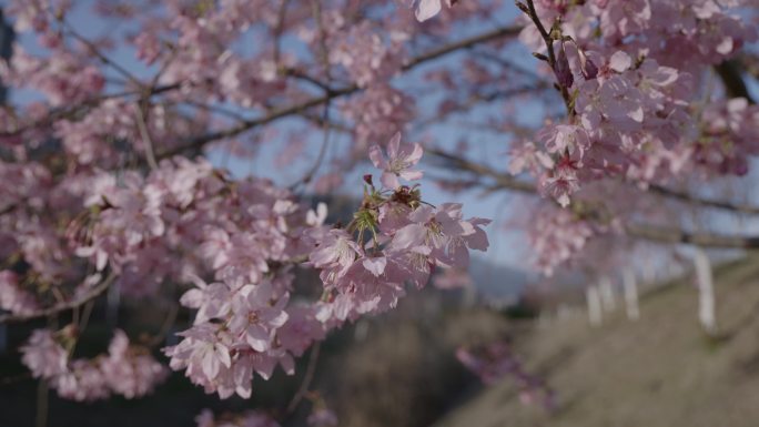 樱花特写6