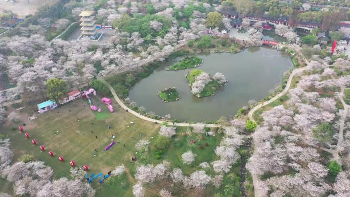 航拍武汉东湖樱花园