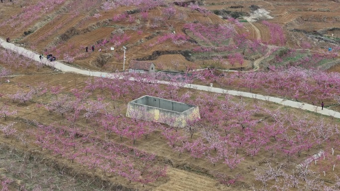 山东蒙阴旧寨数万亩桃花盛开