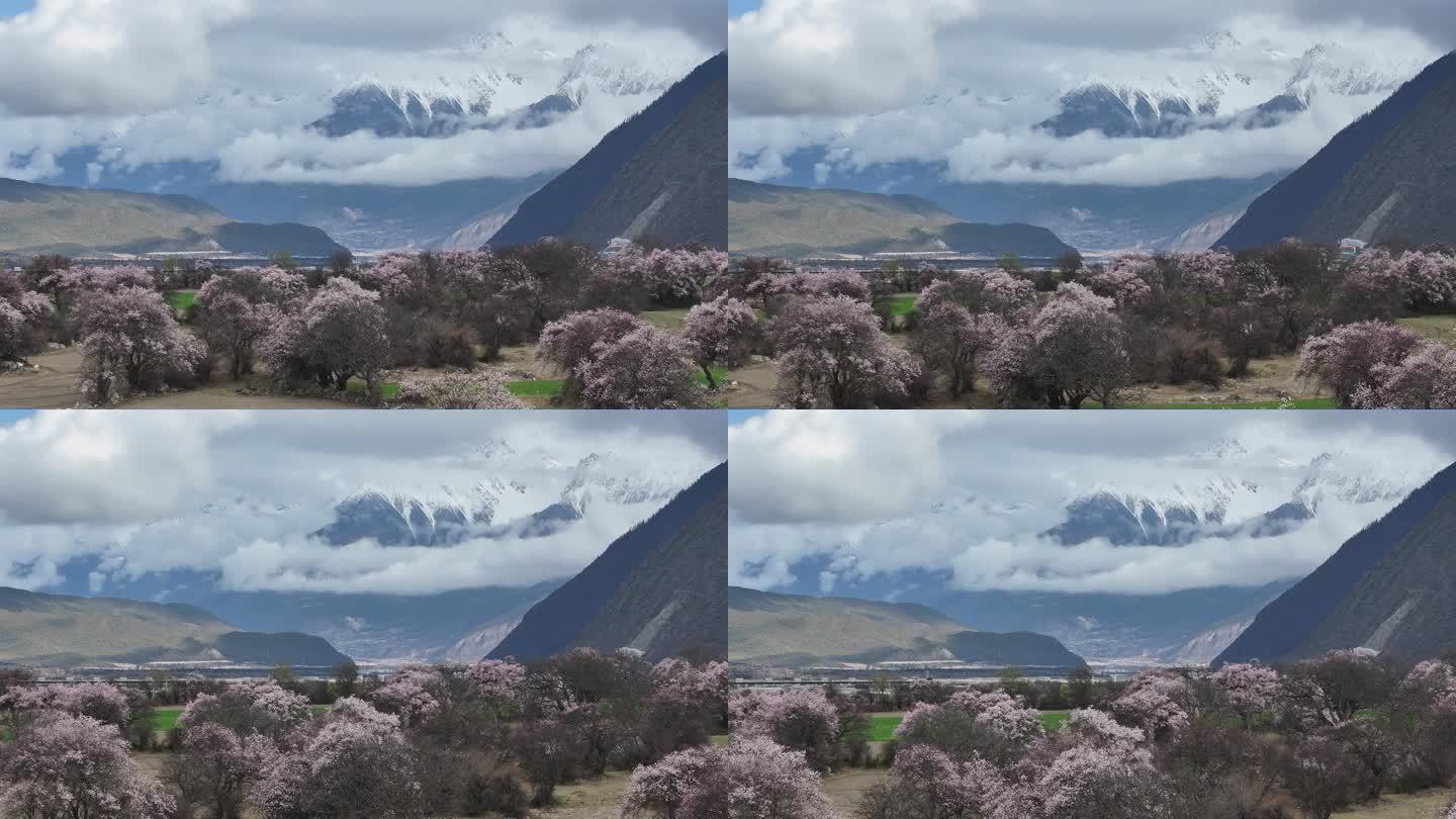 林芝桃花节