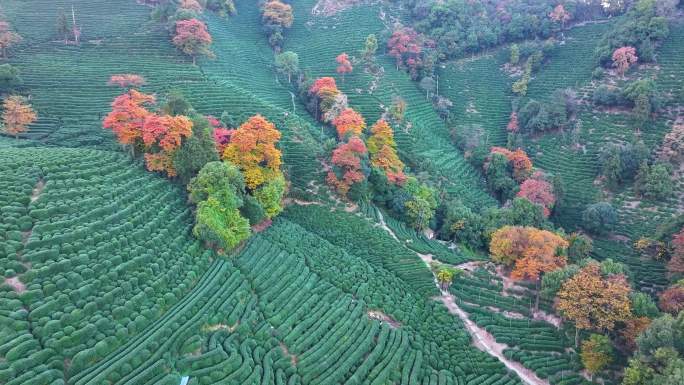 唯美杭州西湖龙井茶文化景区航拍茶园地茶叶