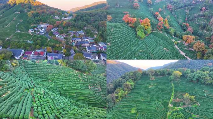 唯美杭州西湖龙井茶文化景区航拍茶园地茶叶