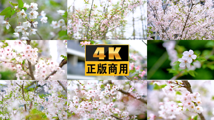 原创实拍4K春天唯美粉色樱花25组多景别