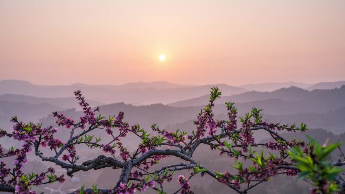 成都桃花日出