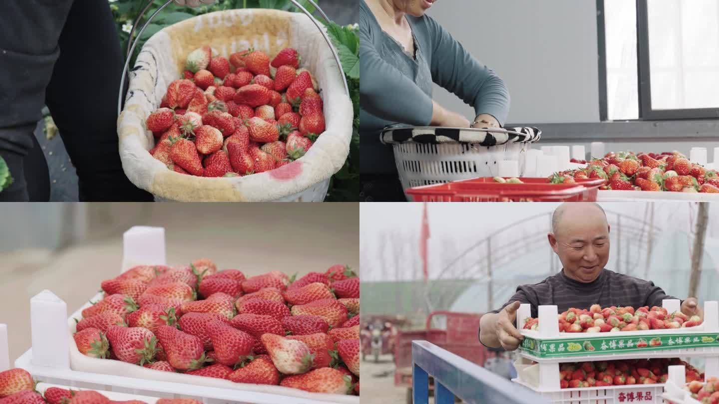 【原创】草莓采摘分拣运输销售全流程