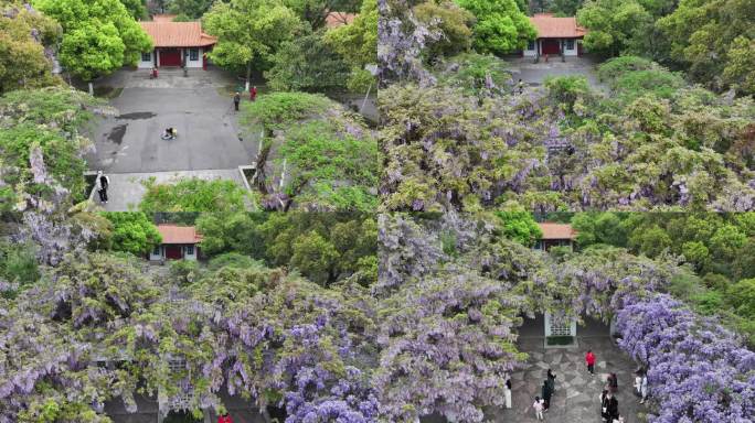 紫藤花开游客来