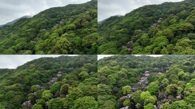 深圳梧桐山杜鹃花