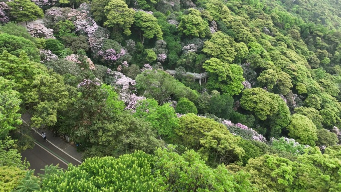 梧桐山杜鹃花