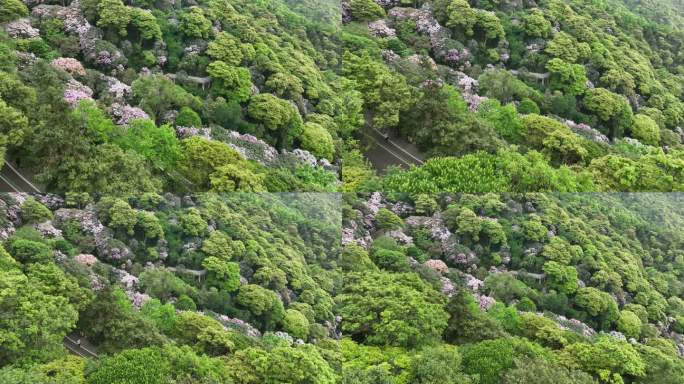 梧桐山杜鹃花