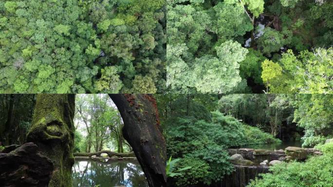 原始森林丛林绿荫森林树木松树有氧健康航拍