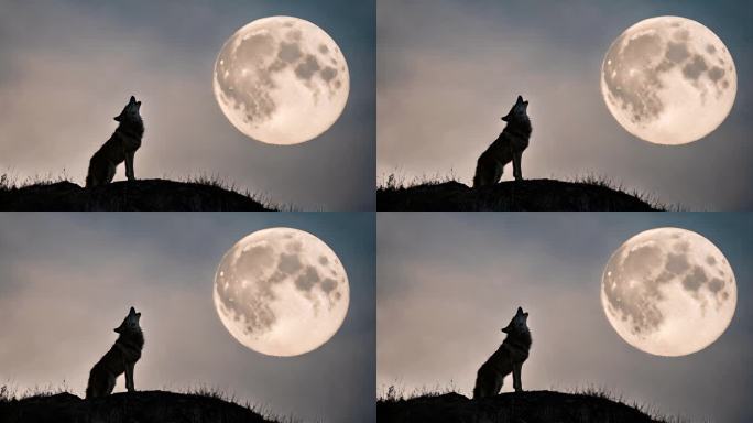 黑夜 狼群 月亮 嚎叫