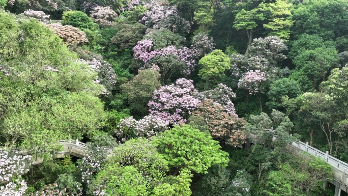 航拍24年深圳梧桐山春季杜鹃花