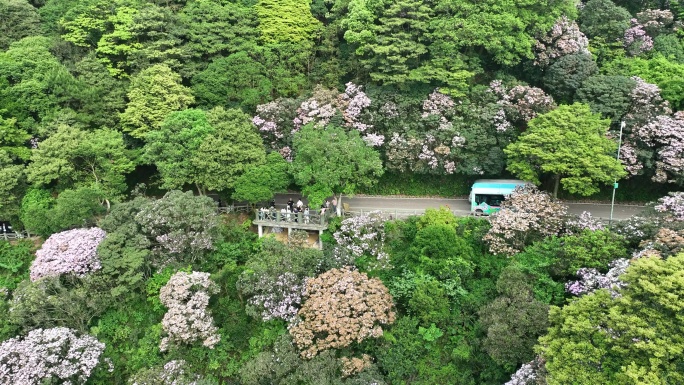 航拍24年深圳梧桐山春季杜鹃花