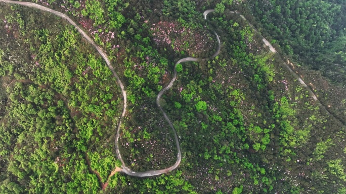 春天阳光下高山上盛开的杜鹃花和盘山公路