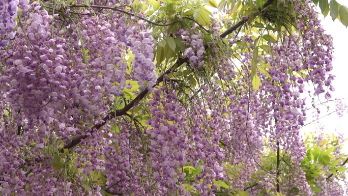 紫藤花开游客来