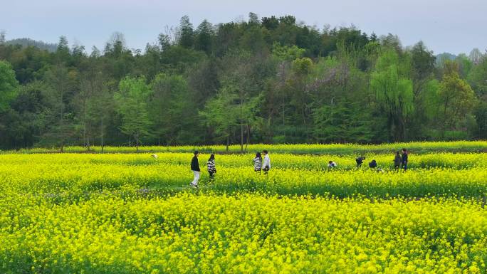 航拍美丽乡村油菜花田乡村旅游