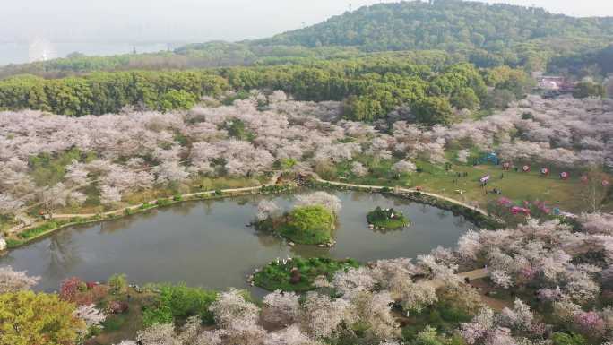 航拍武汉东湖樱花园