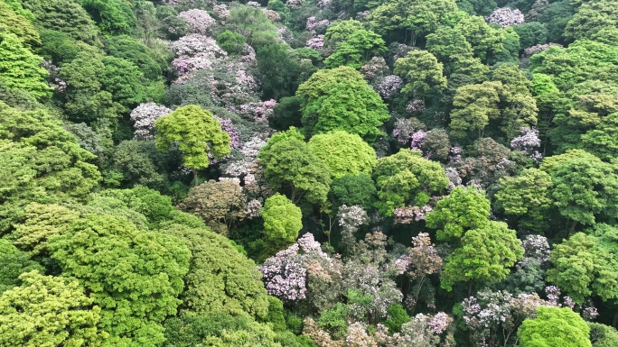 航拍24年深圳梧桐山春季杜鹃花