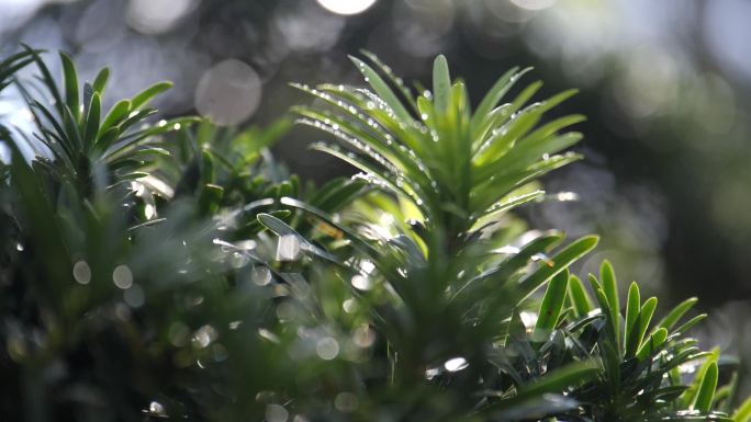 雨过天晴植物树木逆光特写水珠绿植太阳雨