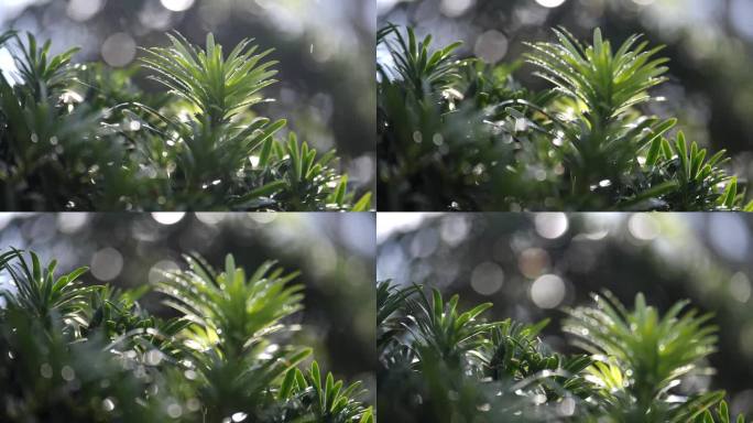 雨过天晴植物树木逆光特写水珠绿植太阳雨