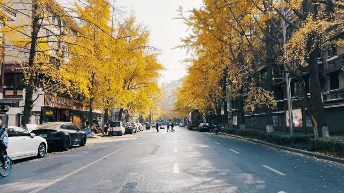 秋天路边的银杏树
