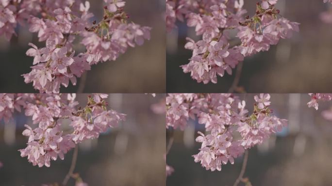 樱花特写5