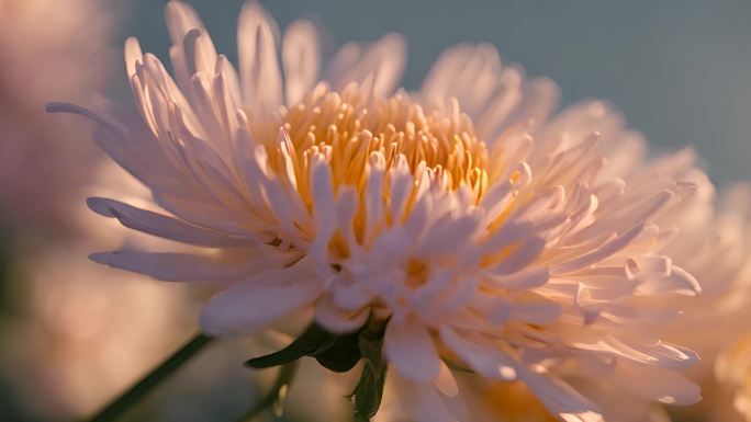 夕阳 花瓣 开花