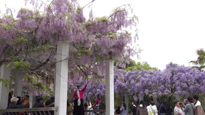 紫藤花开游客来