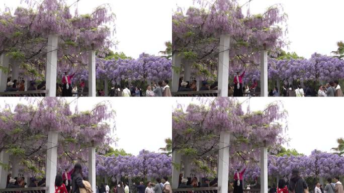 紫藤花开游客来