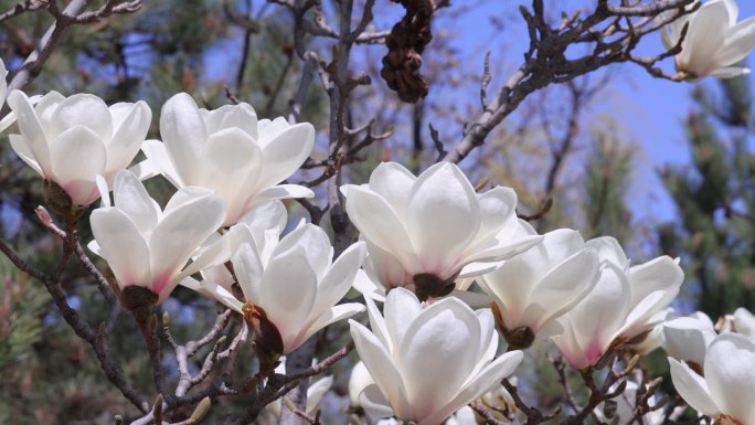 春天开花玉兰花白玉兰