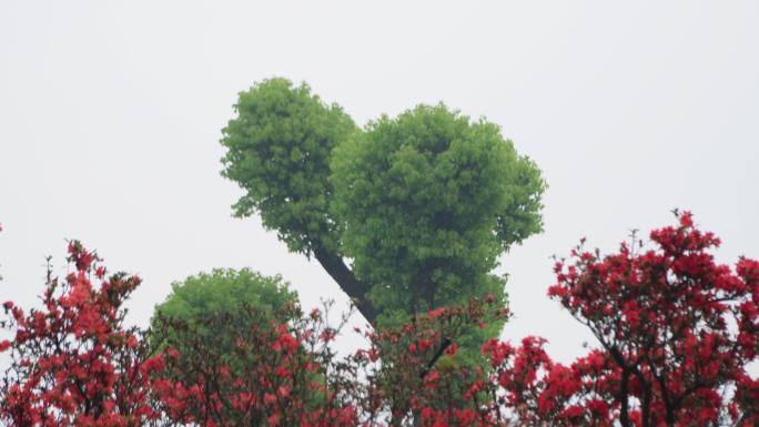 春雨树枝雨滴