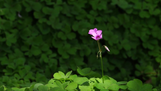 绿色草丛中的一朵粉红色小花