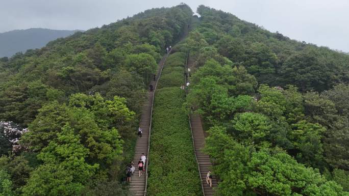 航拍24年深圳梧桐山春季杜鹃花