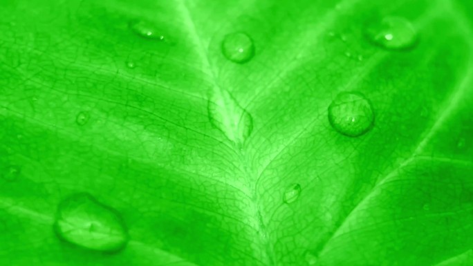 绿叶水滴在微风下摆动