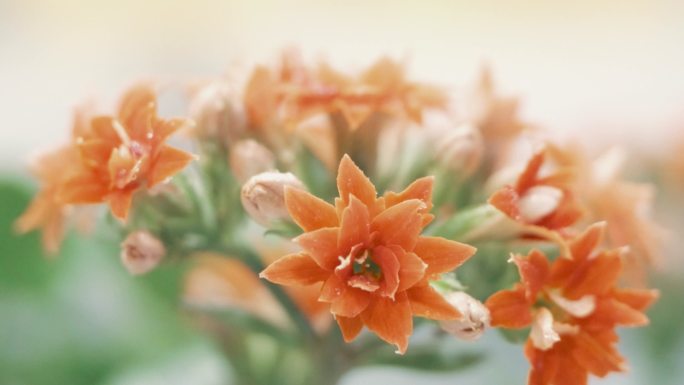 淋花  鲜花  喷水  海棠花  长寿花