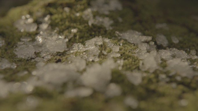 苔藓上 雪 冰晶 消融 融化过程