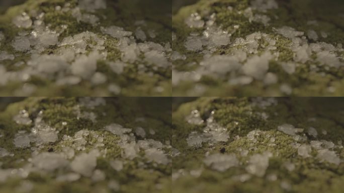 苔藓上 雪 冰晶 消融 融化过程