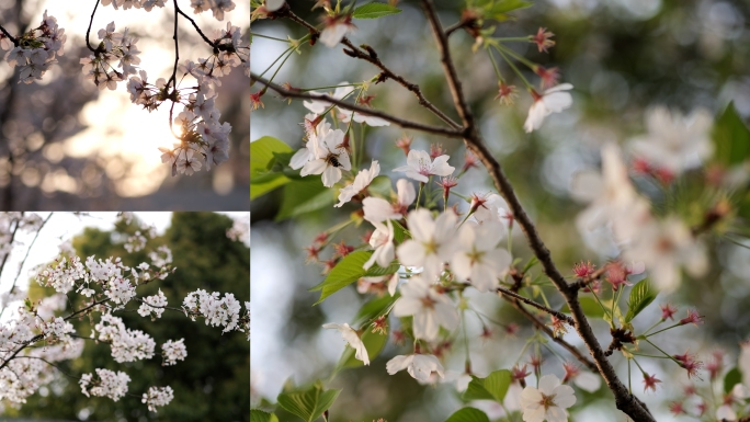 樱花 樱花雨 花瓣掉落 唯美 升格